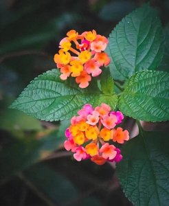 ​“蛇蝎美人”马缨丹：臭气熏天的花朵，竟是风湿骨痛的神奇解药