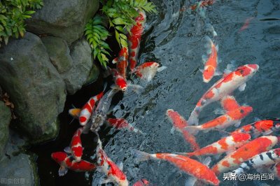 ​“锦鲤之乡”在哪里？