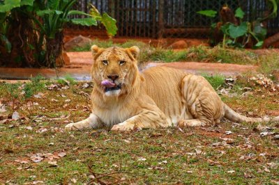 ​实拍：公狮子和母老虎杂交的后代