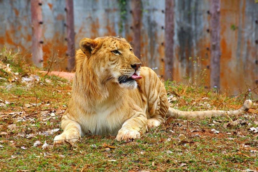 实拍:公狮子和母老虎杂交的后代