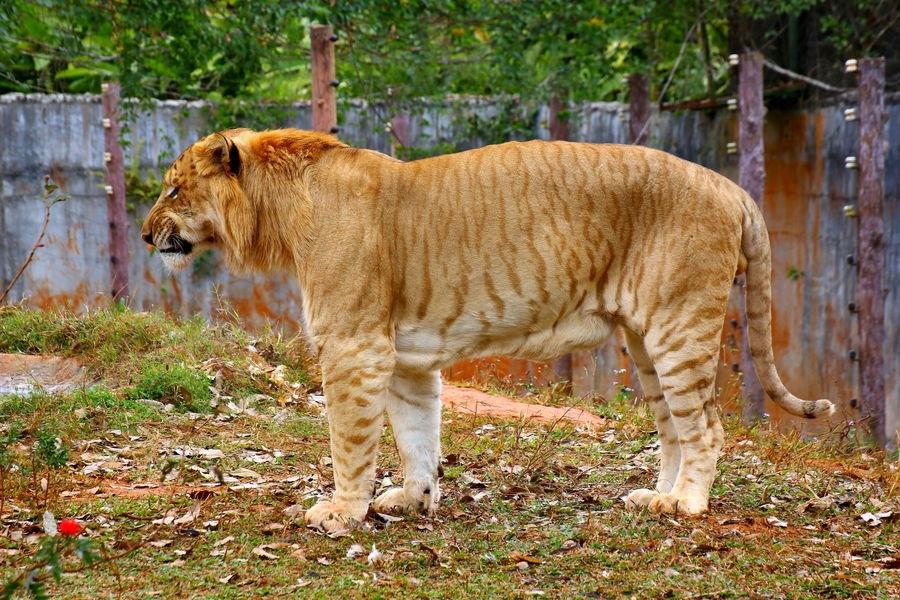 实拍:公狮子和母老虎杂交的后代