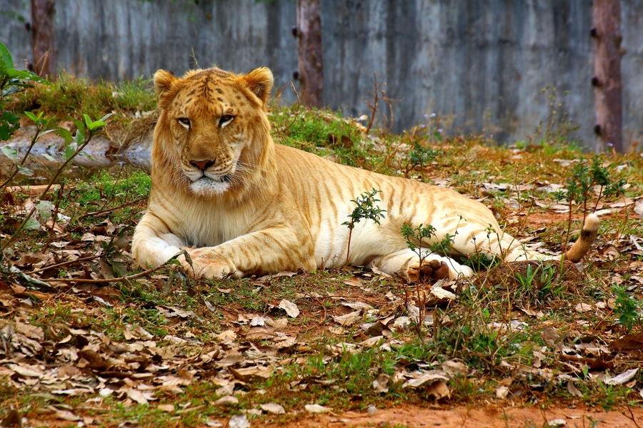 实拍:公狮子和母老虎杂交的后代