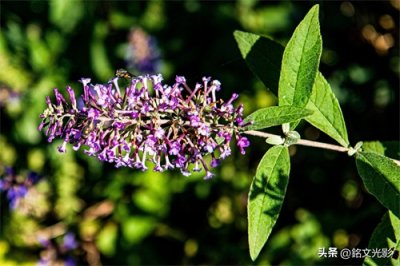 ​紫花醉鱼草开花紫色