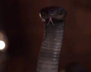 ​灵蛇爱泰剧蛇是谁