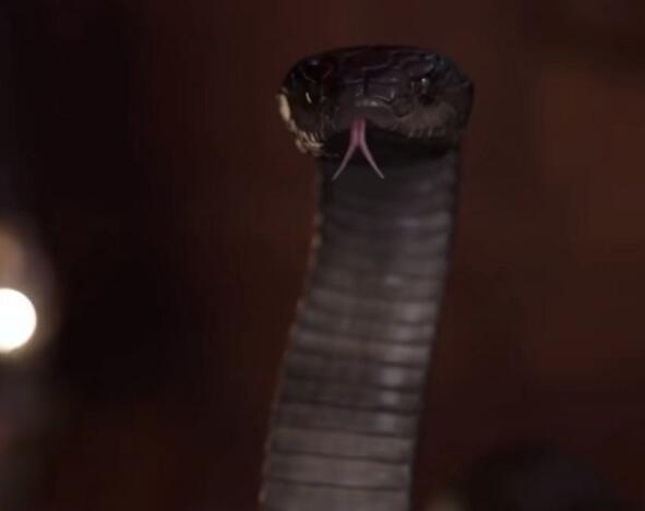 灵蛇爱泰剧蛇是谁