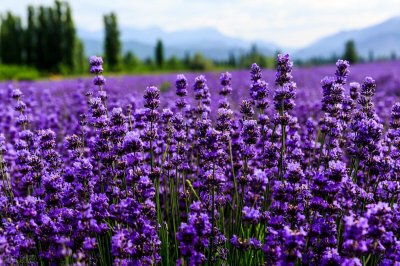 ​50多种开紫色花朵的植物和种植方法