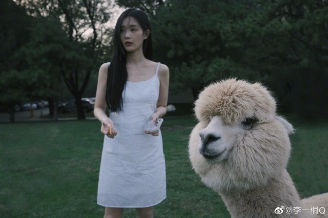 李一桐晒与羊驼合拍照 穿吊带白裙笑容灿烂