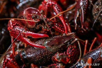​家常活小龙虾怎么处理干净去内脏虾线