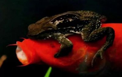 ​蟾蜍为什么扣鱼眼睛（金蟾抱鲤是怎么回事）