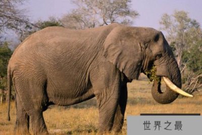 ​陆地动物10大单挑王：百兽之王老虎仅列第六位