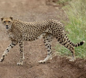 ​《山海经》之驺吾