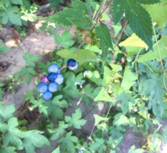 ​中国乡村特色美食：《杠板归》