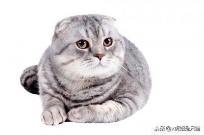 ​苏格兰折耳猫