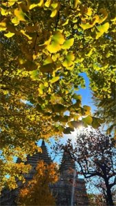 ​组图 | 蓝天上线，彩叶斑斓！北京各处秋意浓