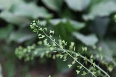 ​农村铃铛草，别说你小时候没玩过