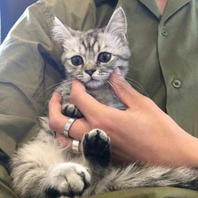 高冷动物微信头像高清可爱小猫咪