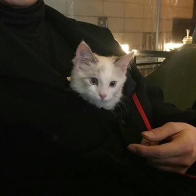 高冷动物微信头像高清可爱小猫咪