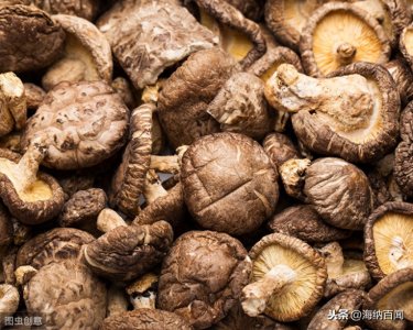 ​“中国香菇之乡”在哪里？