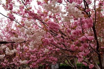 ​聊城姜堤乐园3月21日恢复开放，医务工作者可免费入园