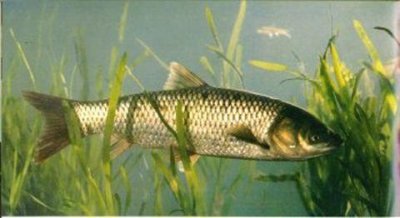 ​四种钓草鱼的常见饵料