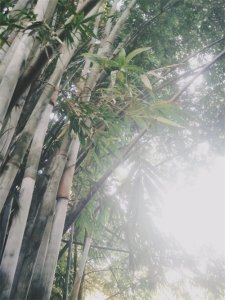 ​竹子作为岁寒三友之一，那它有什么精神品质值得我们去学习呢？