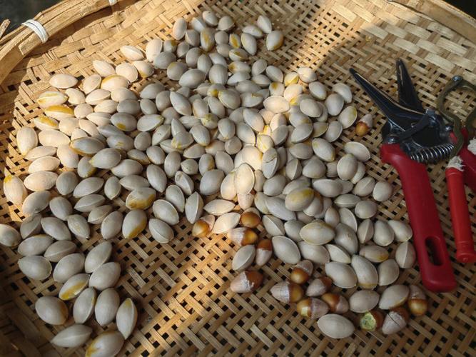 银杏果能吃吗（具有毒性）