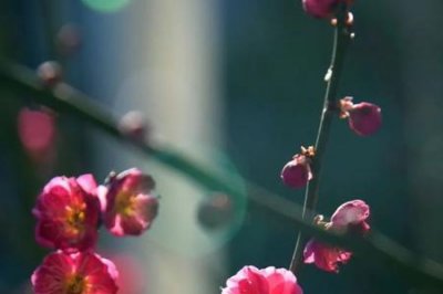 ​借风唤花醒聊赠一枝春的意思