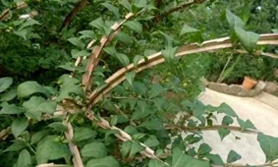 ​人称“鬼见愁”，“长翅膀的树”，你见过没？还是漆树的“克 星”