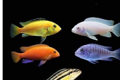 ​非洲王子鱼凶吗