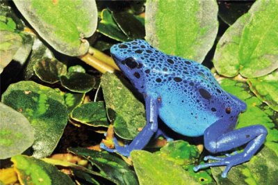 ​秘鲁箭毒蛙：大多休憩在热戴雨林核心（毒性与生俱来）