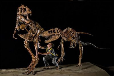 ​阿特拉斯科普柯龙：一种身体娇小的恐龙（战役力强盛）