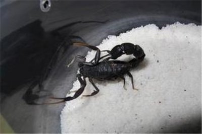 ​黑肥尾蝎和黄肥尾蝎哪个凶恶：都很凶恶（有很高的药用价值）