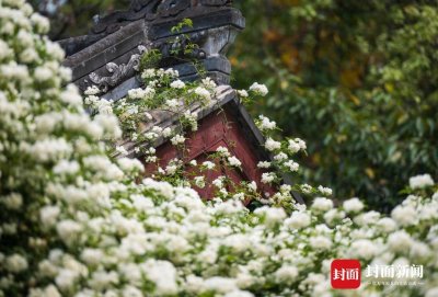 ​看！七里香开成白色花瀑 | 图集