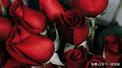 ​10款红玫瑰大图壁纸，送给你，希望你能收获甜甜的爱情