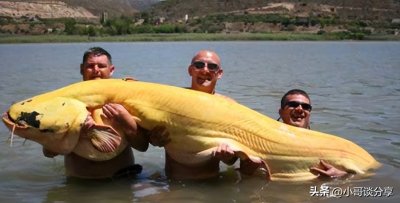 ​88公斤白化鲶鱼，破世界记录(图)