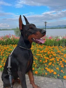 ​杜宾狗简介（杜宾是种耐看的气质狗）