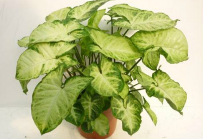 ​合果芋如何养殖 科学养殖方法是什么