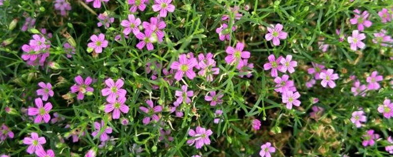 满天星开完花如何处理(图)(图1)