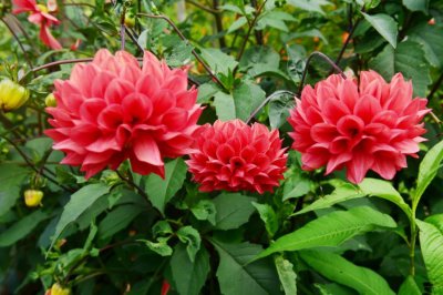 ​春天种植大丽花的方法