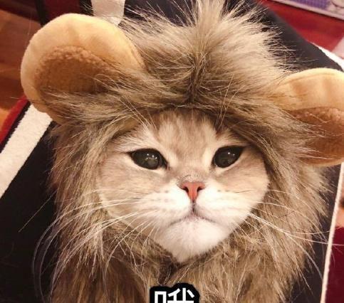 一组超萌猫咪表情包分享,暖化了~