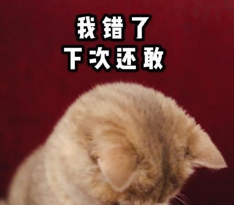 一组超萌猫咪表情包分享,暖化了~