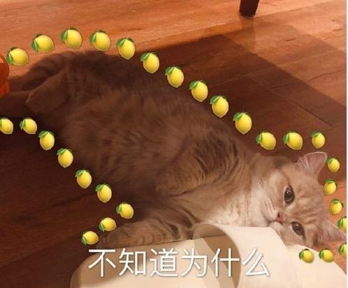一组超萌猫咪表情包分享,暖化了~