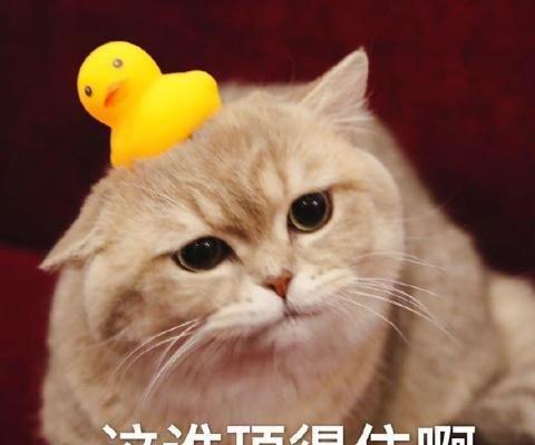 一组超萌猫咪表情包分享,暖化了~