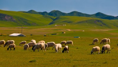 ​鲜卑族现在是什么族