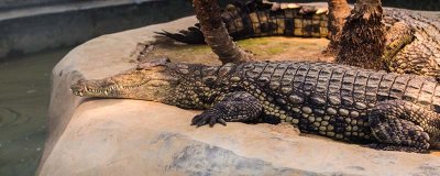 ​扬子鳄是几级保护动物