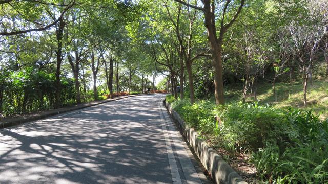 广州南沙18涌湿地公园(万亩的天然大氧巴黄山鲁森林公园)(6)