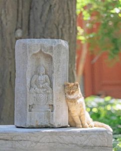 ​你可能不信！猫和主人相遇，其实早就是命中注定！