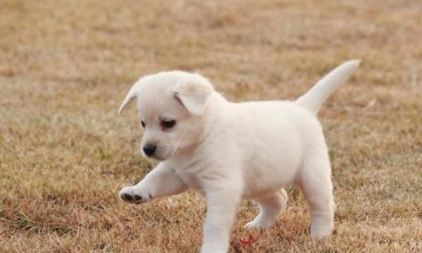 沐白的寓意是什么,男孩名字沐后面配什么字好图3