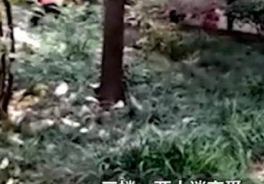 梦见殉情是什么意思