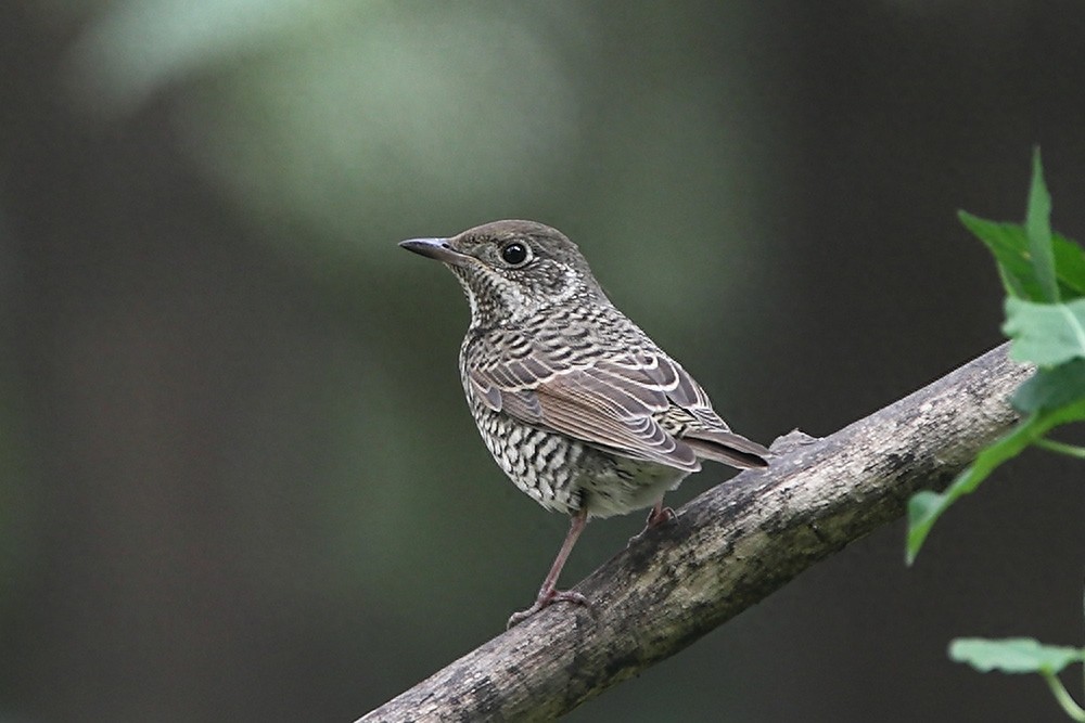 裁下一片五彩霞做衣裳--白喉矶鸫